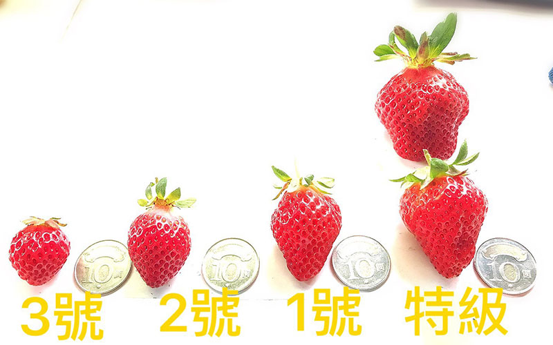 新鮮草莓分級表