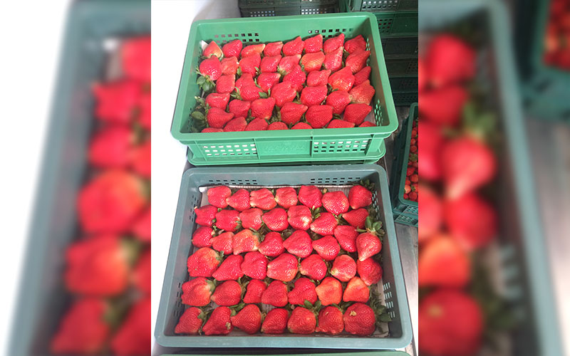 草莓裝箱