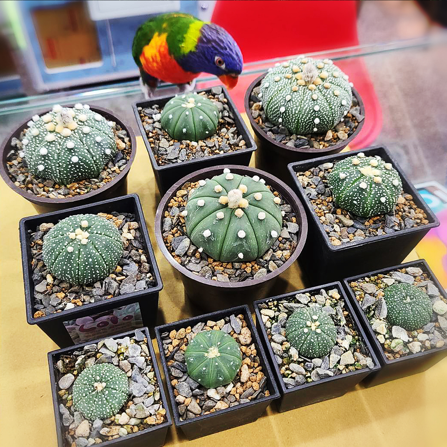 八寶的家