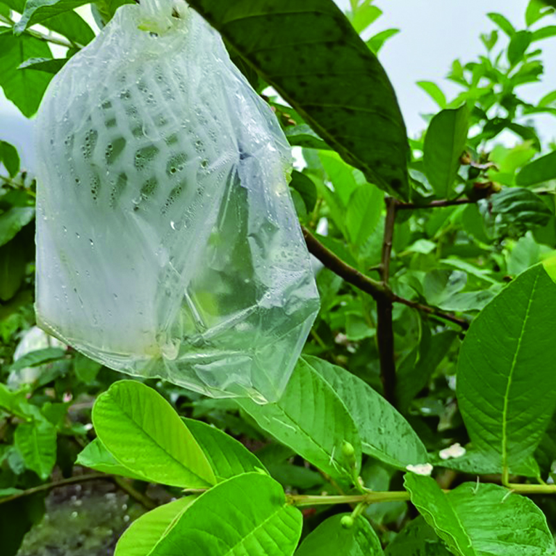 阿義果園