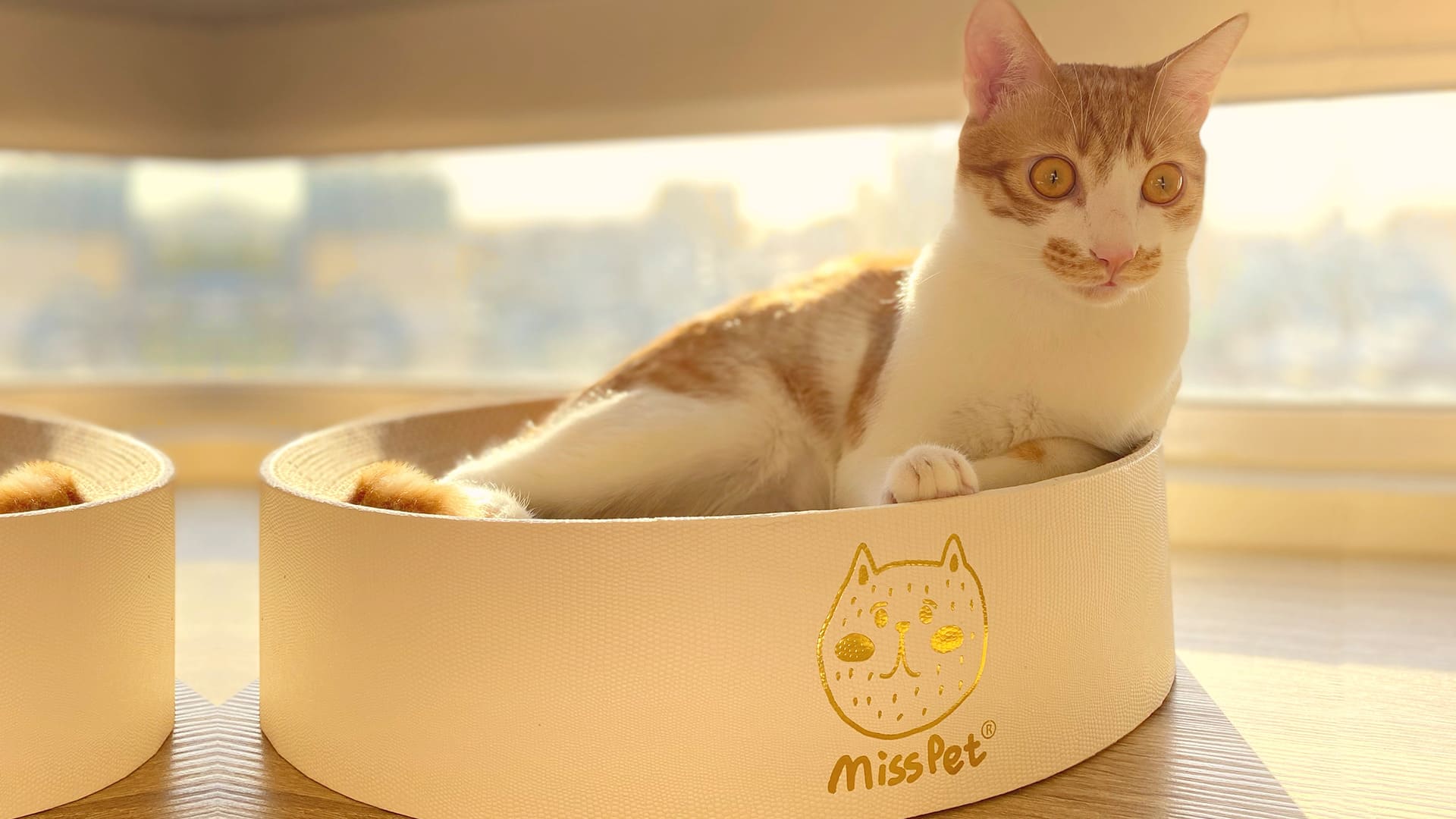 棉花糖寵物生活