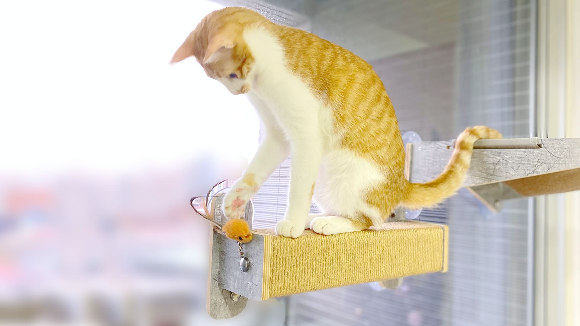 棉花糖寵物生活