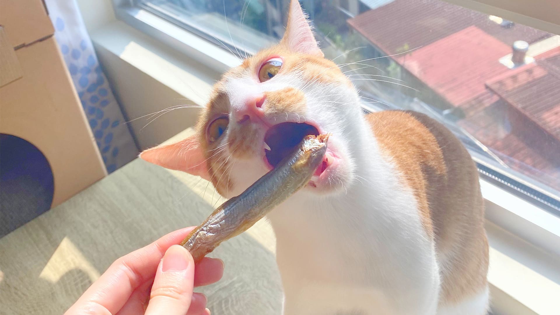 關於棉花糖寵物生活