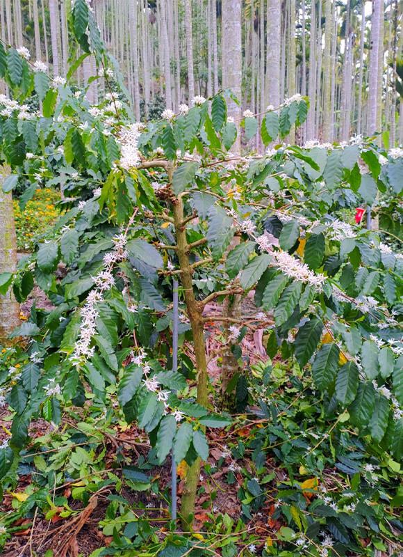 環境介紹