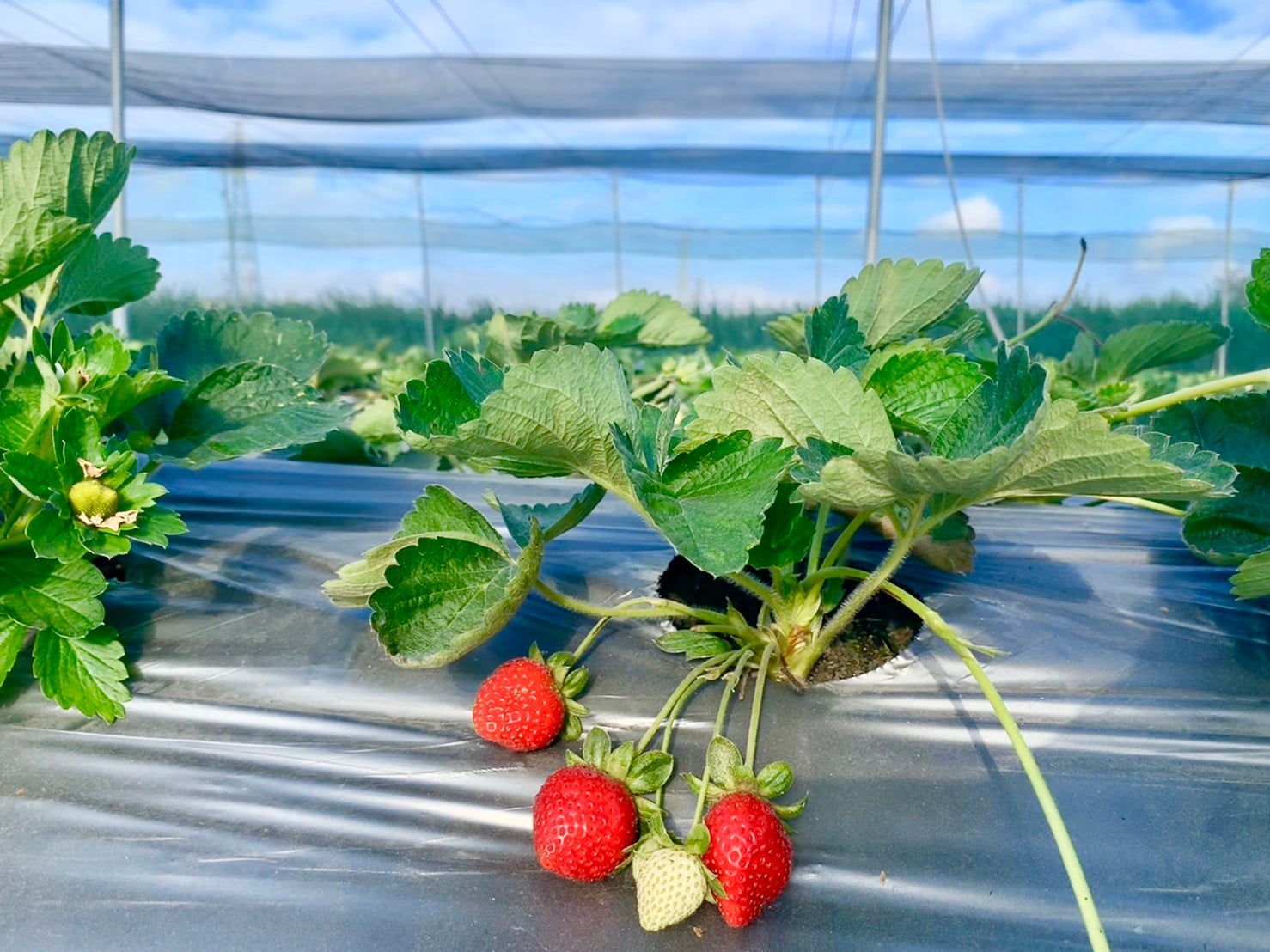 閤璧草莓園園區實景 - 草莓植株