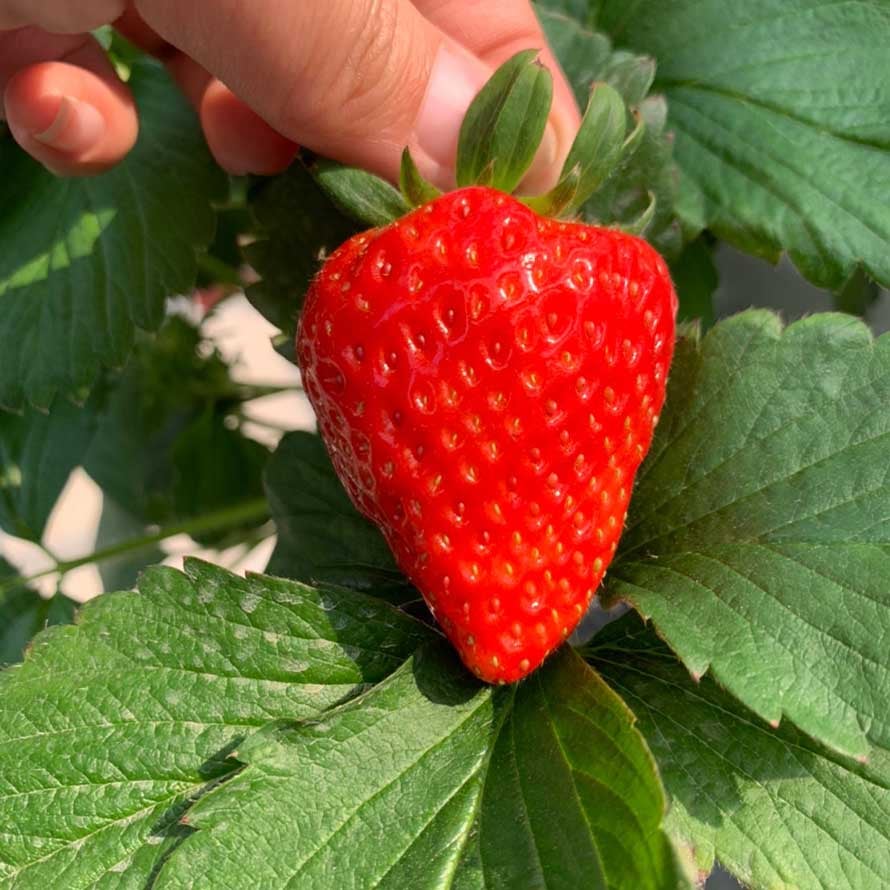 閤璧草莓園 - 採摘樂趣