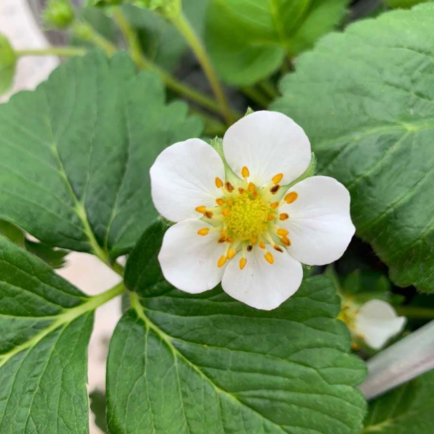 閤璧草莓園 - 草莓園環境