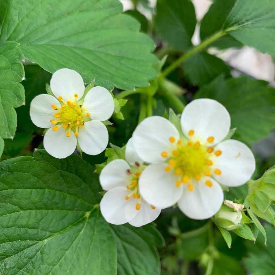 閤璧草莓園 - 親子採莓