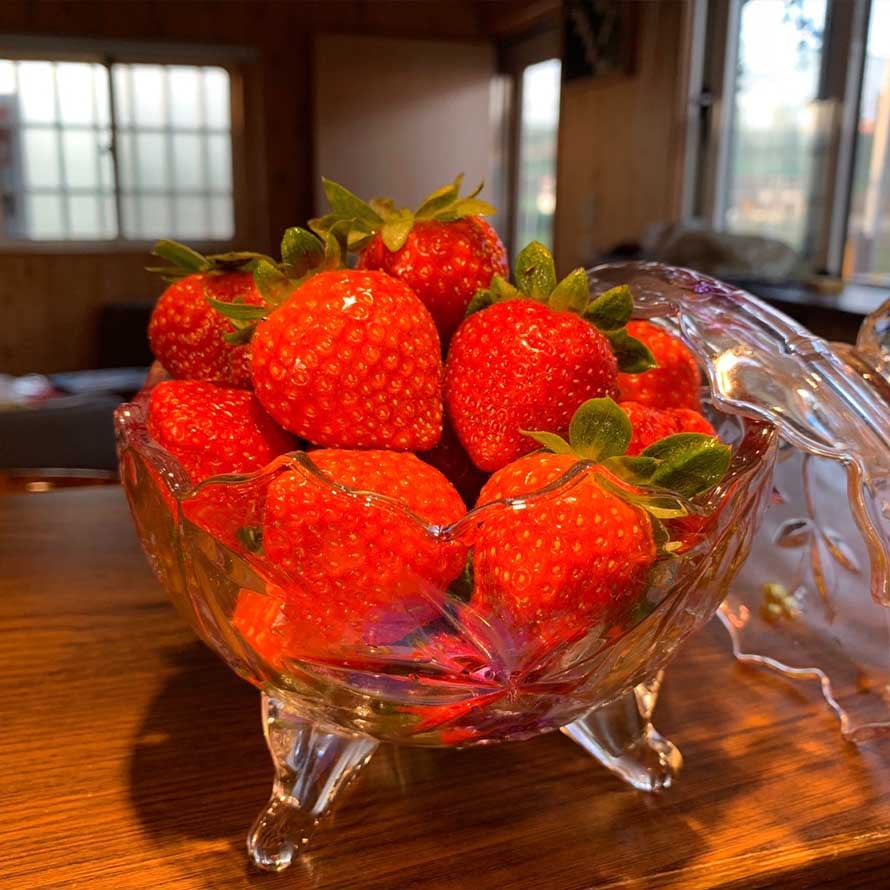 閤璧草莓園 - 草莓 5