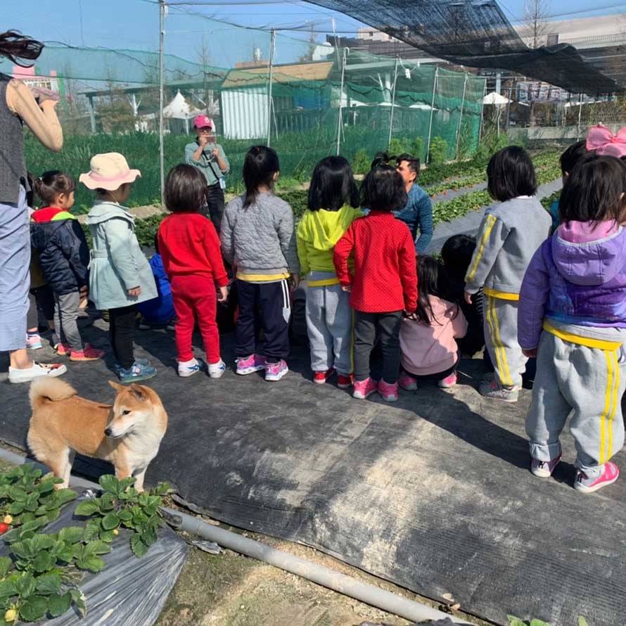 閤璧草莓園 - 草莓 8