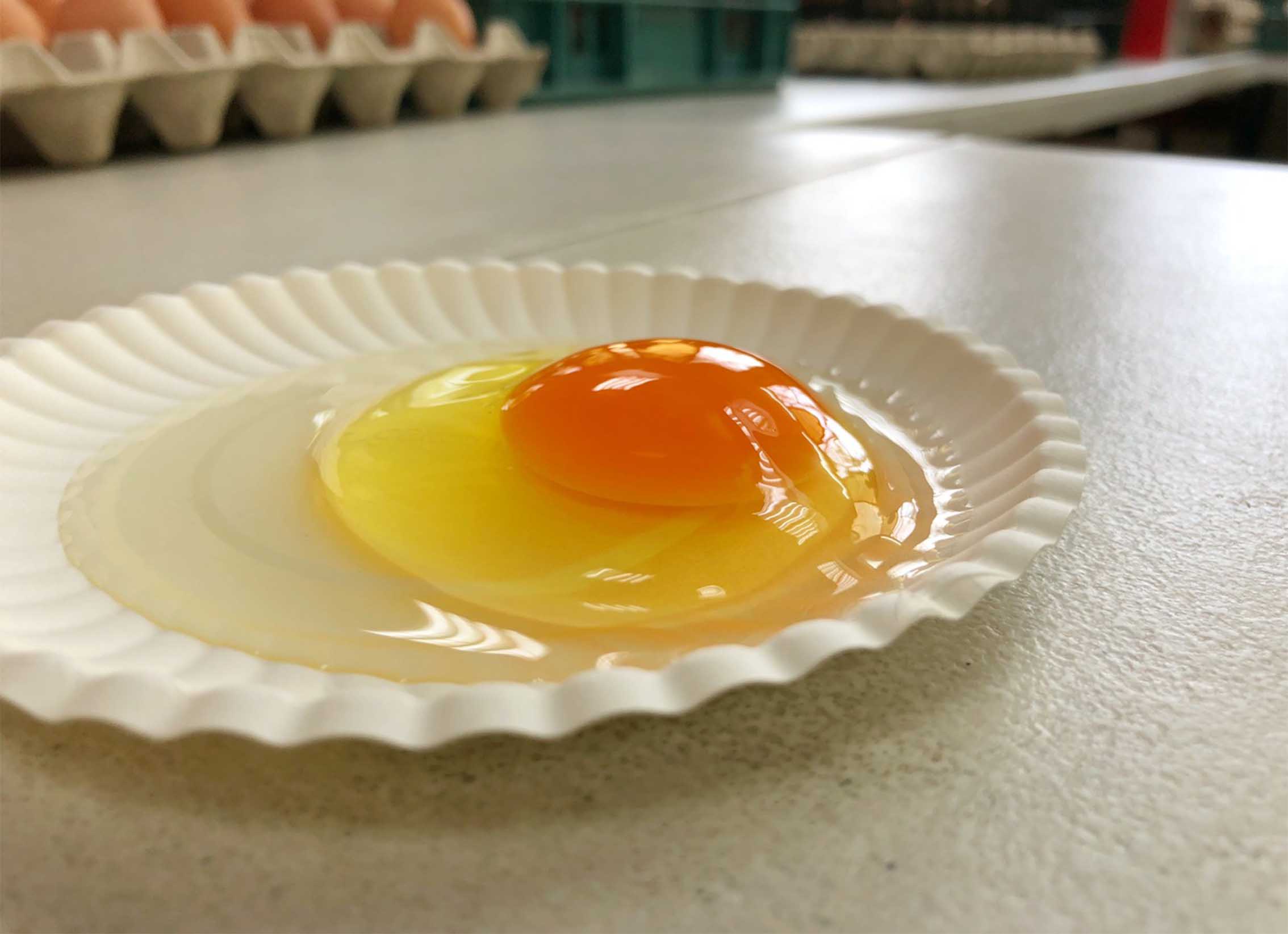 豐鮮蛋10粒裝