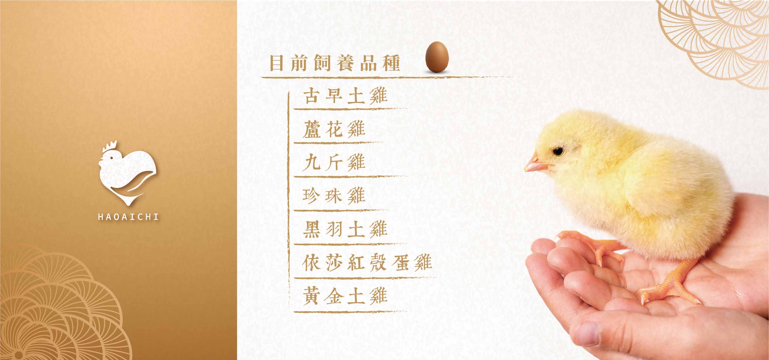 關於好愛雞