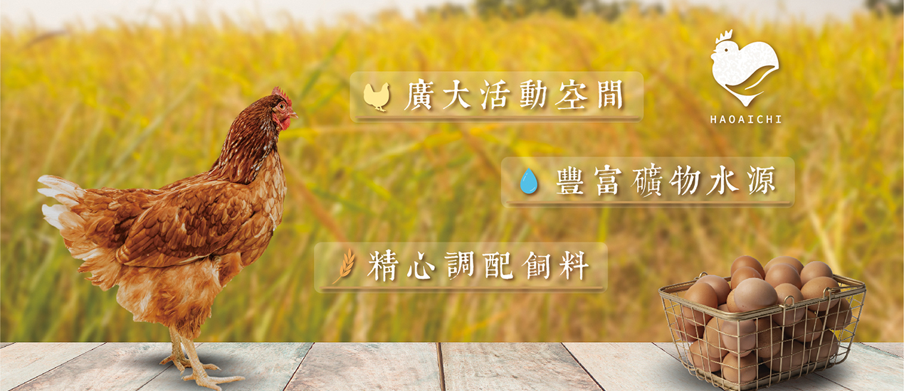 好愛雞