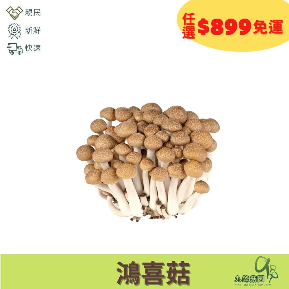鴻喜菇