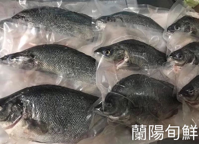 甘脂魚