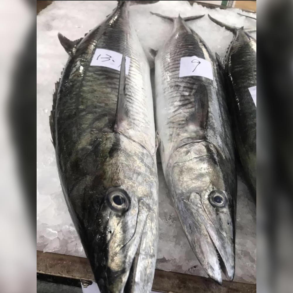 澎湖野生土魠魚