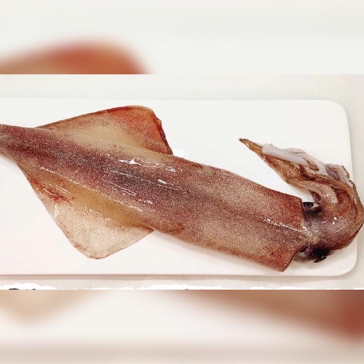 手釣斤級大透抽