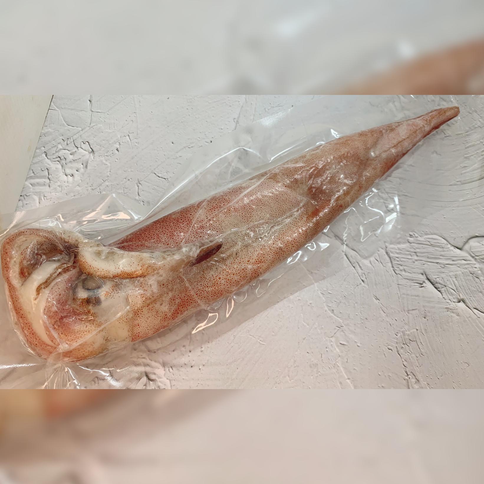 手釣斤級大透抽