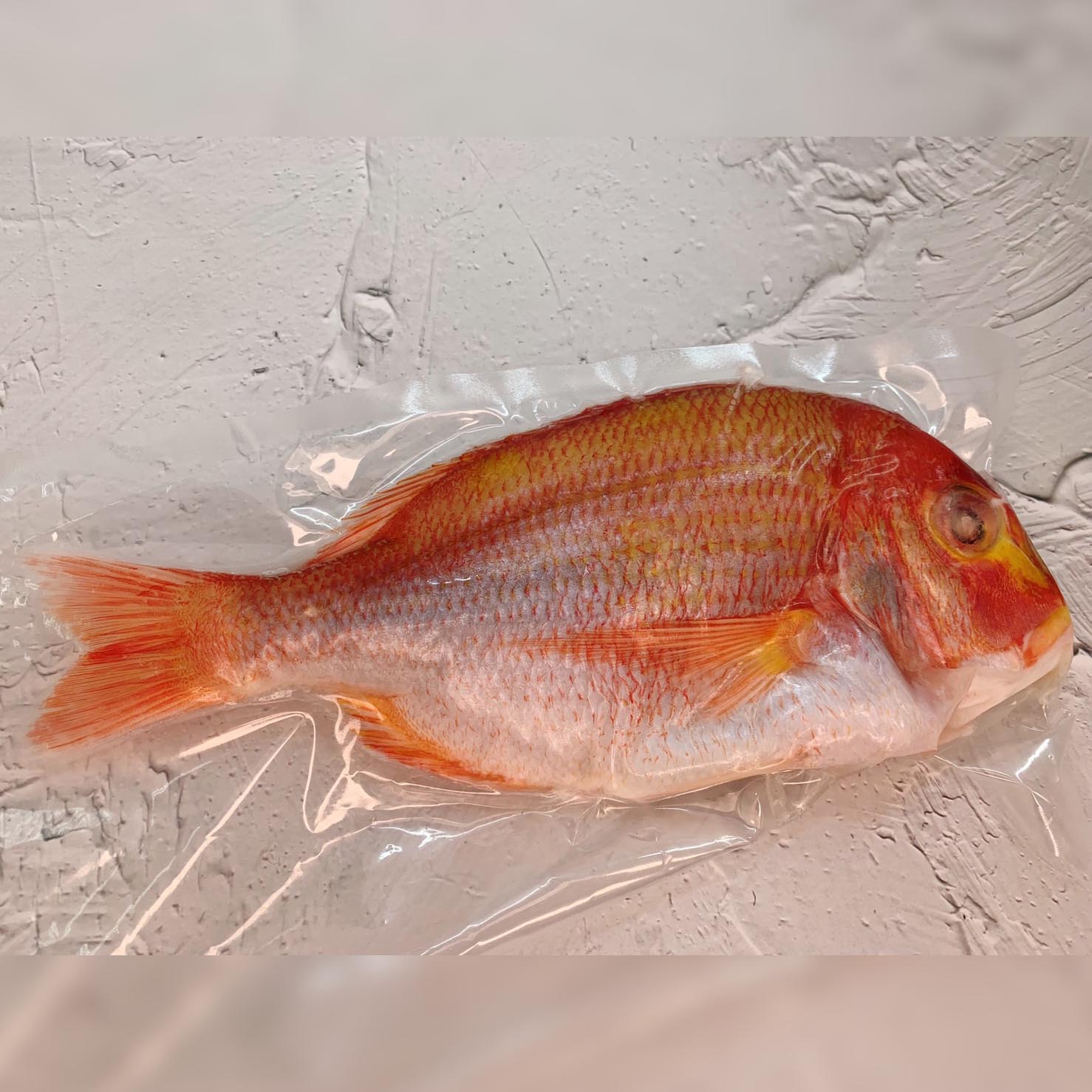 手釣深海大老宗